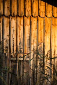 Autumn mood on the lake, reed in front of the barn, detail Autumn mood on the lake, reed in front of the barn, detail